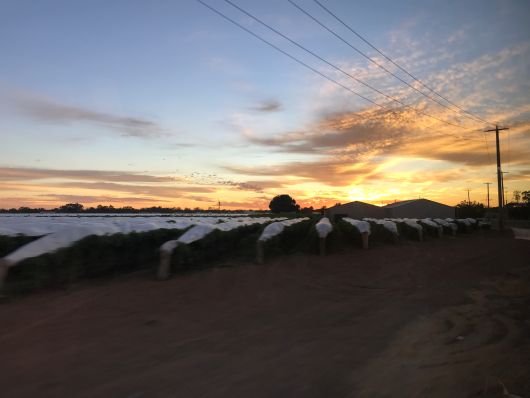Sunrise on the way to Swan Hill
